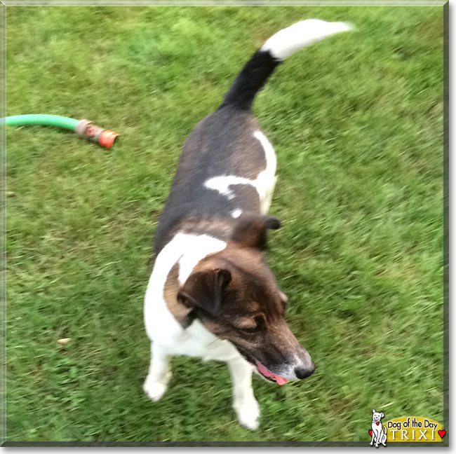 Trixi the Jack Russell Terrier, the Dog of the Day