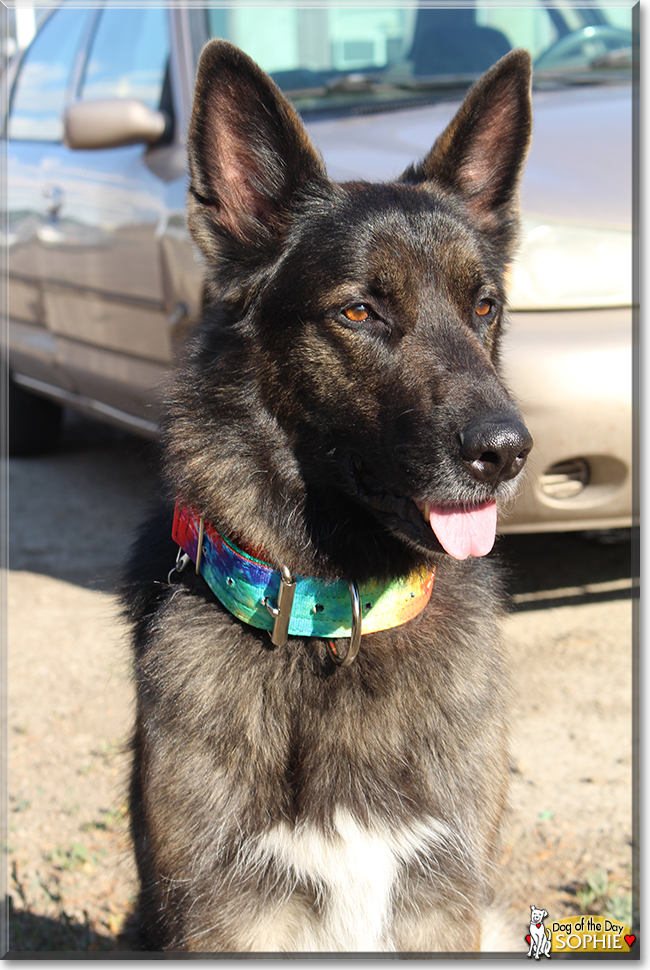 Sophie the German Shepherd/Siberian Husky, the Dog of the Day