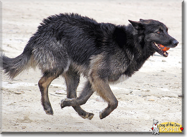 Sophie the German Shepherd/Siberian Husky, the Dog of the Day