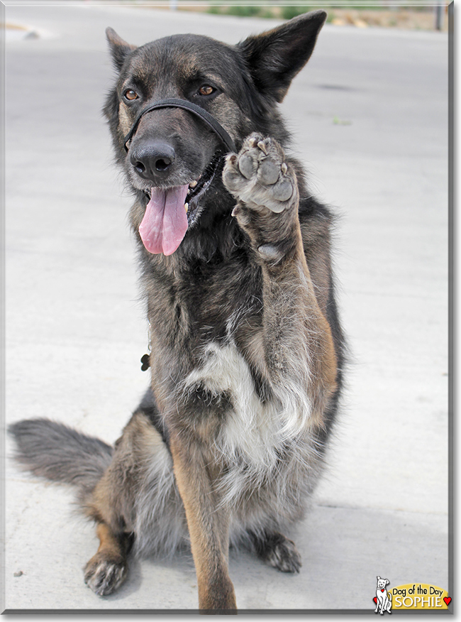 Sophie the German Shepherd/Siberian Husky, the Dog of the Day