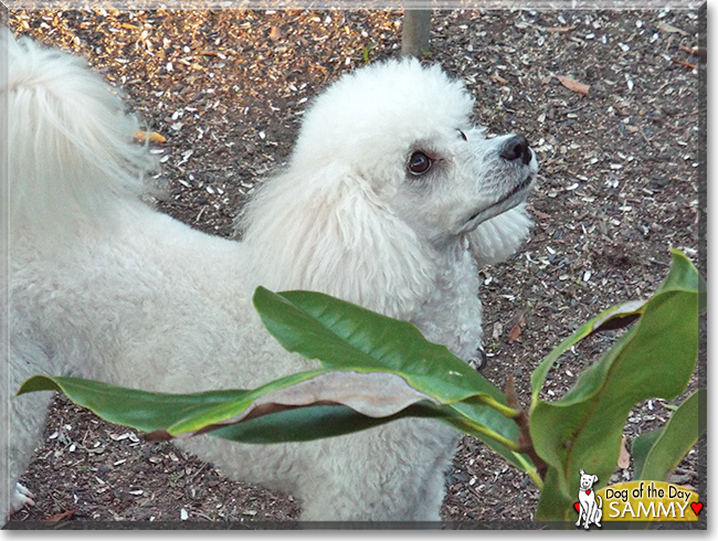 Sammy the Miniature Poodle, the Dog of the Day