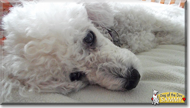 Sammy the Miniature Poodle, the Dog of the Day