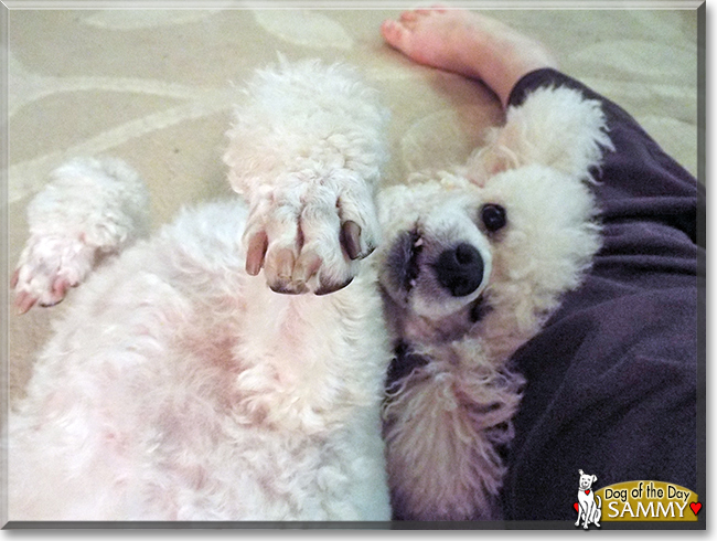 Sammy the Miniature Poodle, the Dog of the Day