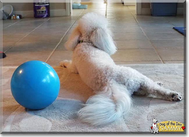 Sammy the Miniature Poodle, the Dog of the Day