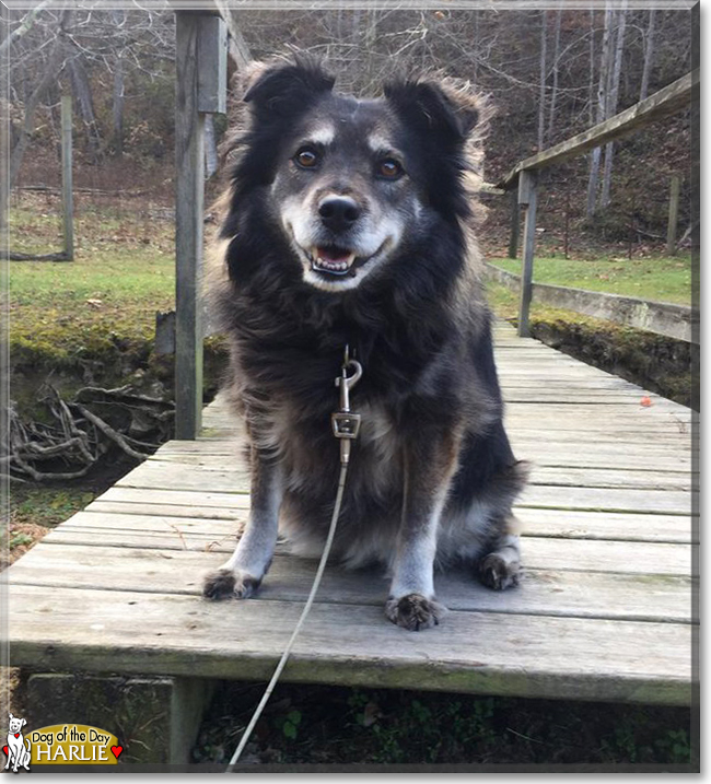 Harlie the Mixed breed, the Dog of the Day