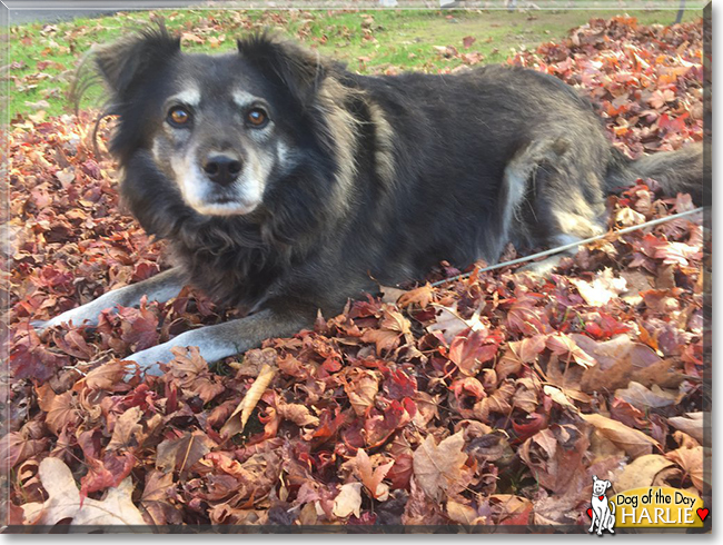 Harlie the Mixed breed, the Dog of the Day