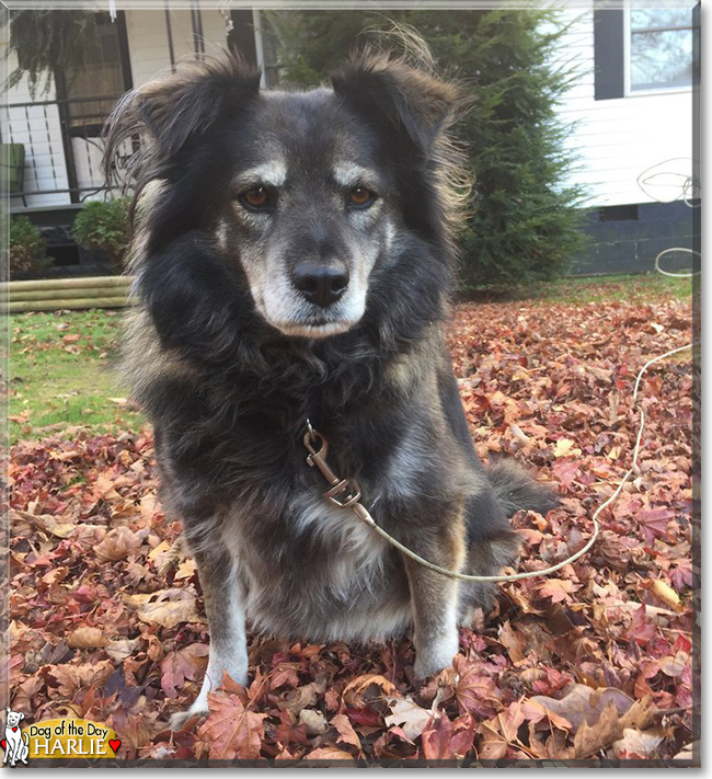 Harlie the Mixed breed, the Dog of the Day