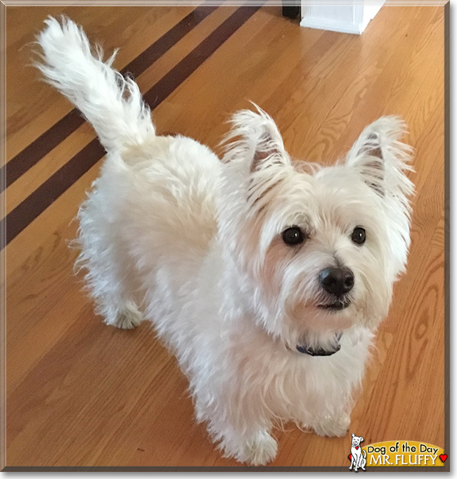 Mr. Fluffy the West Highland Terrier, the Dog of the Day