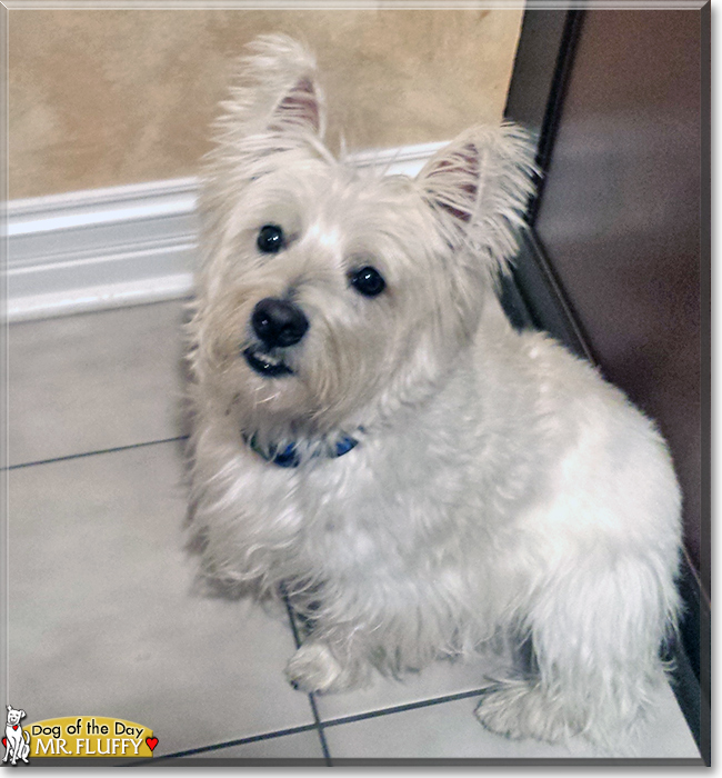 Mr. Fluffy the West Highland Terrier, the Dog of the Day