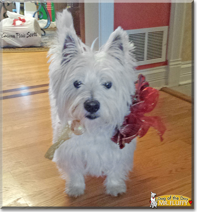 Mr. Fluffy the West Highland Terrier, the Dog of the Day