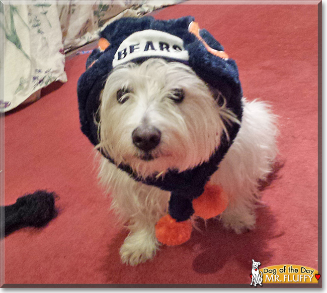 Mr. Fluffy the West Highland Terrier, the Dog of the Day