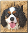 Reggie the Cavalier King Charles Spaniel