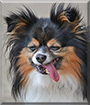 Lucky the Papillon