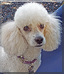 Sammy the Miniature Poodle