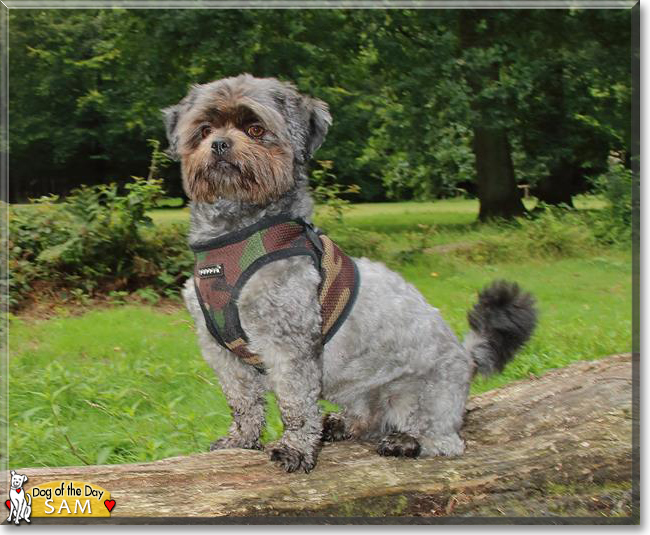 Sam the Poodle mix, the Dog of the Day