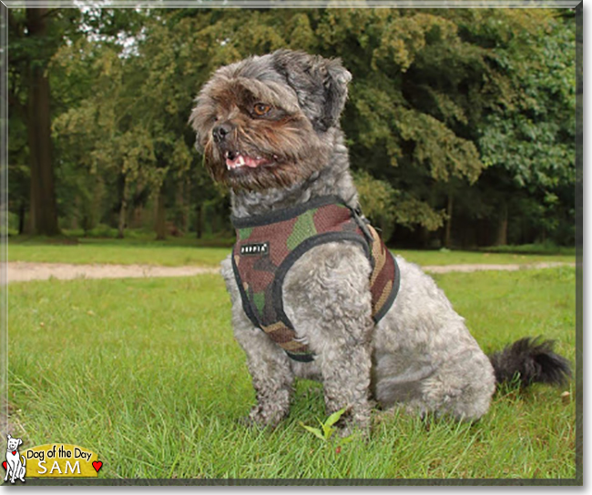 Sam the Poodle mix, the Dog of the Day