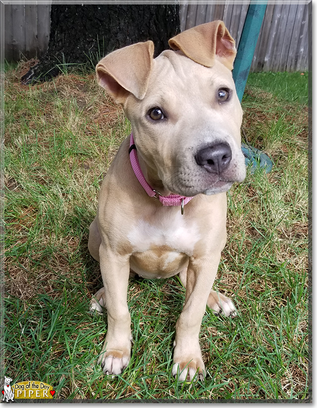 Piper the American Pitbull Terrier, the Dog of the Day