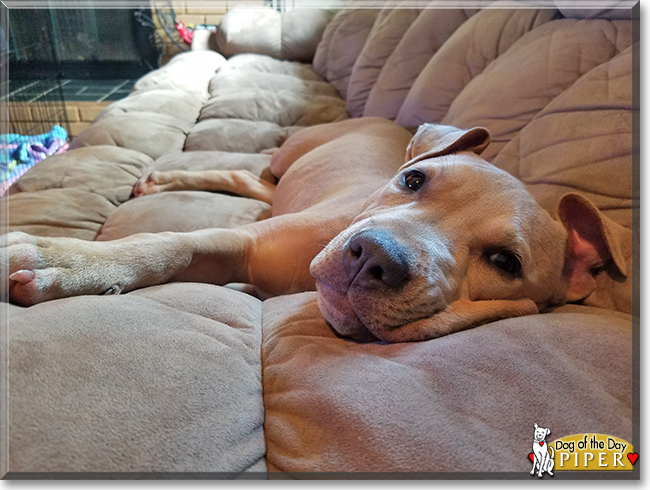 Piper the American Pitbull Terrier, the Dog of the Day