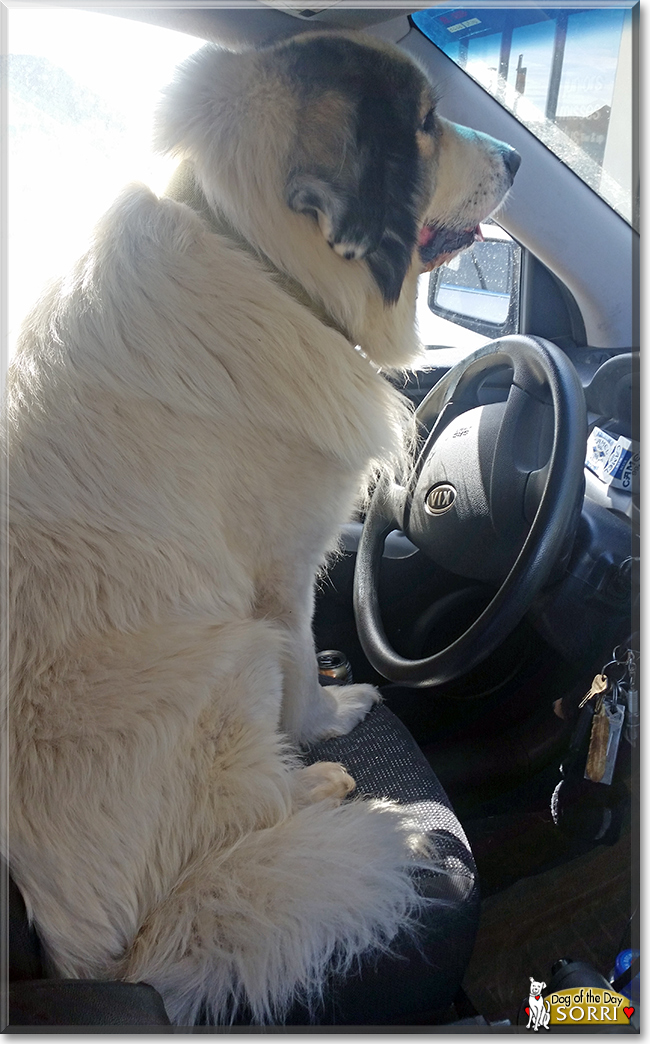 Sorri the Great Pyrenees/Leonberger, the Dog of the Day