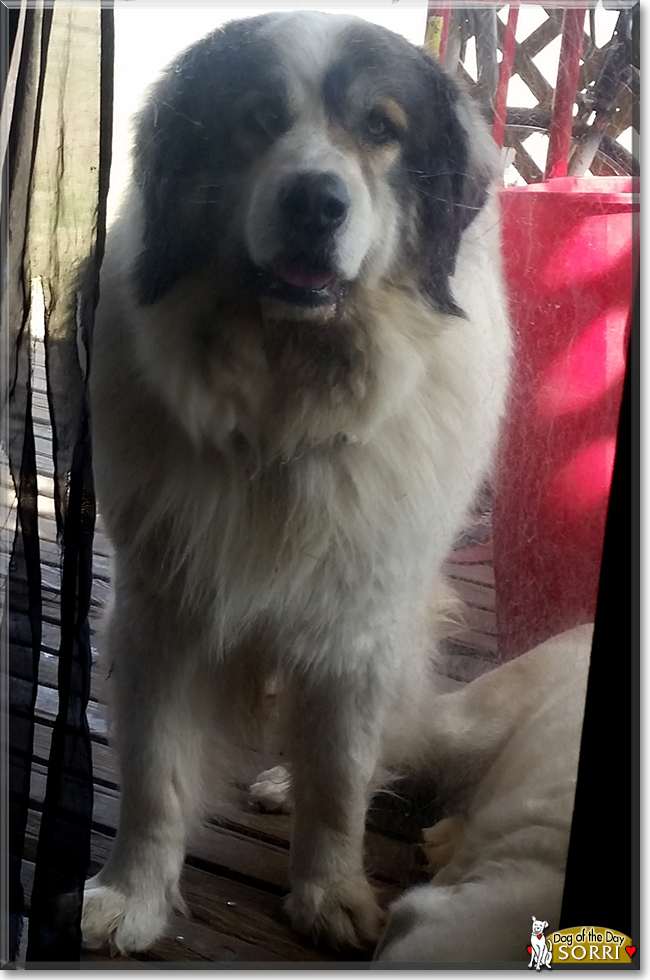 Sorri the Great Pyrenees/Leonberger, the Dog of the Day