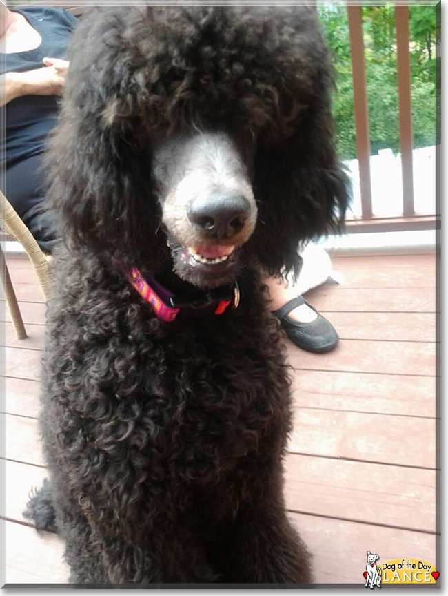 Lance the Standard Poodle, the Dog of the Day