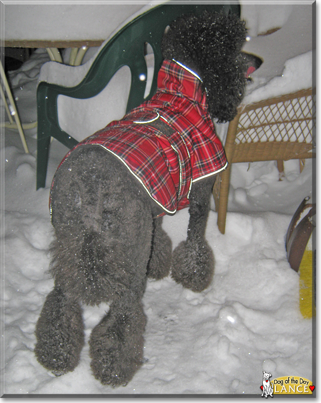 Lance the Standard Poodle, the Dog of the Day