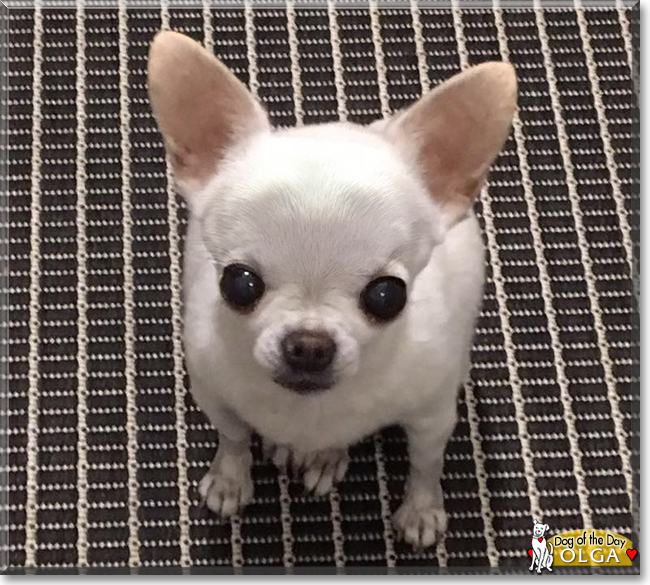 Olga the Chihuahua, the Dog of the Day