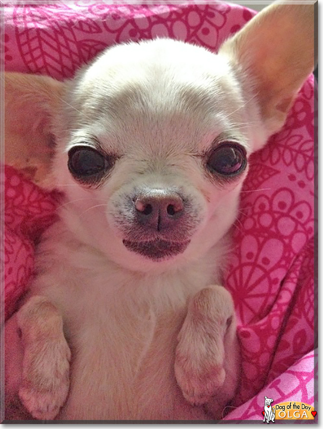 Olga the Chihuahua, the Dog of the Day