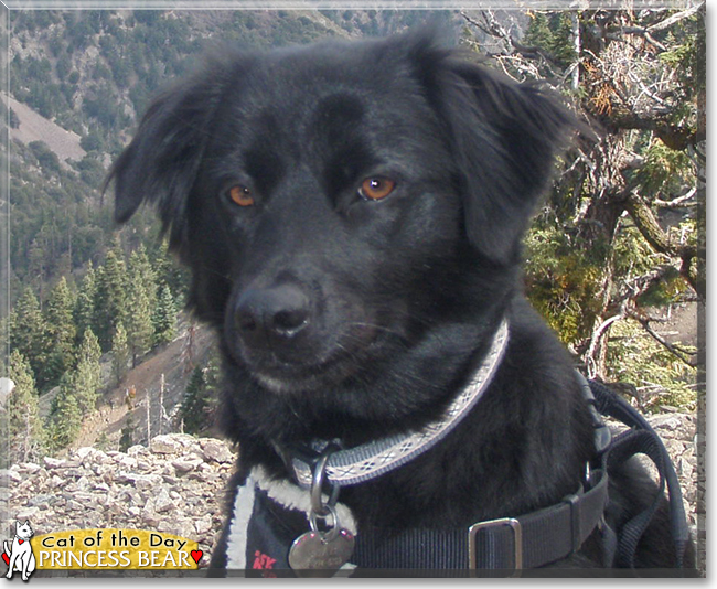 Princess Bear the Shepherd mix, the Dog of the Day