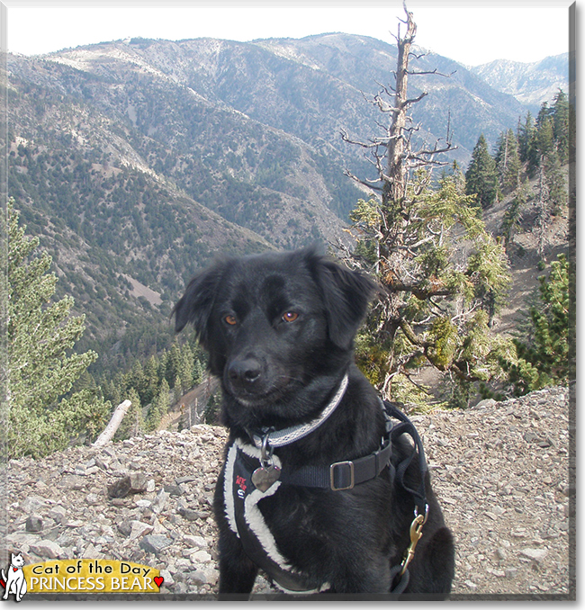 Princess Bear the Shepherd mix, the Dog of the Day