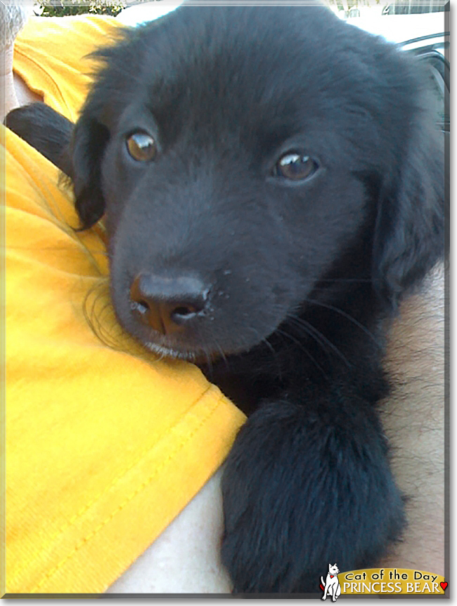 Princess Bear the Shepherd mix, the Dog of the Day