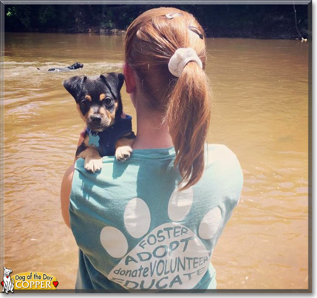 Copper the Chihuahua mix, the Dog of the Day