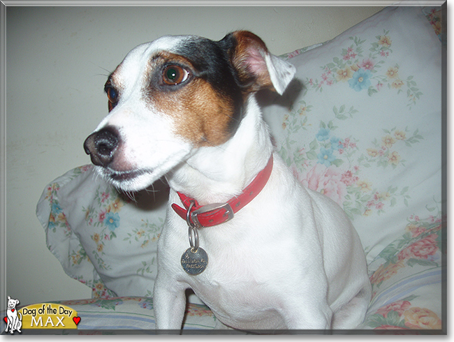 Max the Jack Russell Terrier, the Dog of the Day