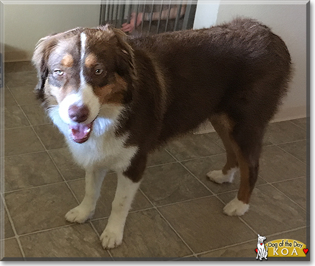 Koa the Australian Shepherd, the Dog of the Day