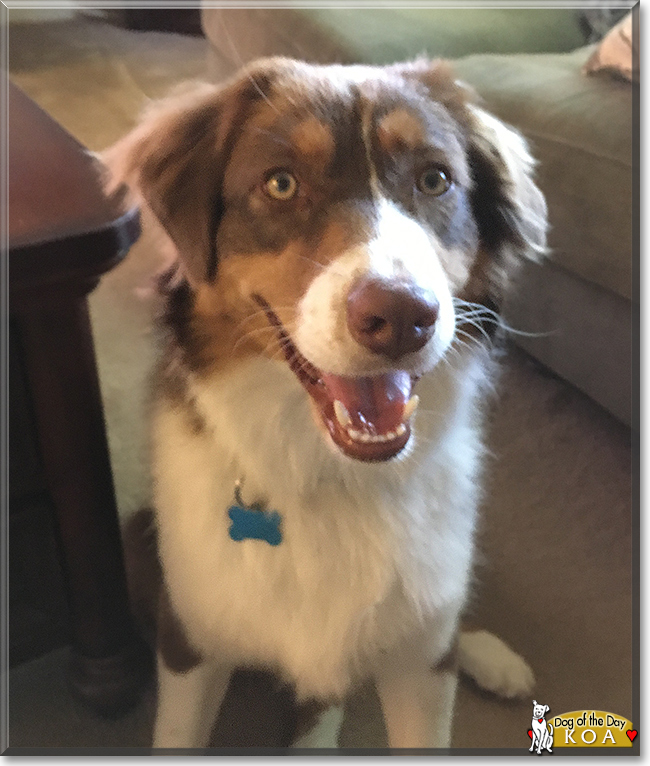 Koa the Australian Shepherd, the Dog of the Day