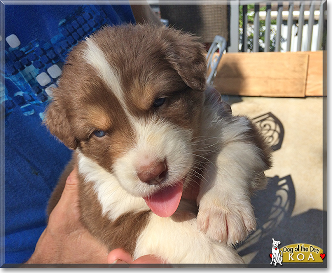 Koa the Australian Shepherd, the Dog of the Day