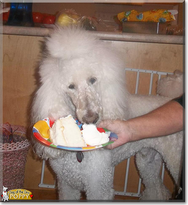 Poppy the Standard Poodle, the Dog of the Day