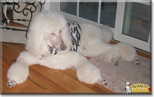 Poppy the Standard Poodle, the Dog of the Day