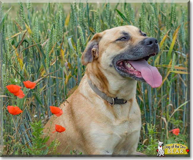 Bear the German Shepherd mix, the Dog of the Day