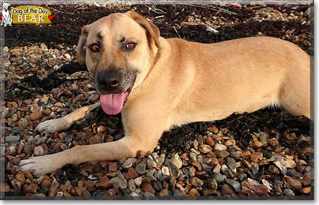 Bear the German Shepherd mix, the Dog of the Day