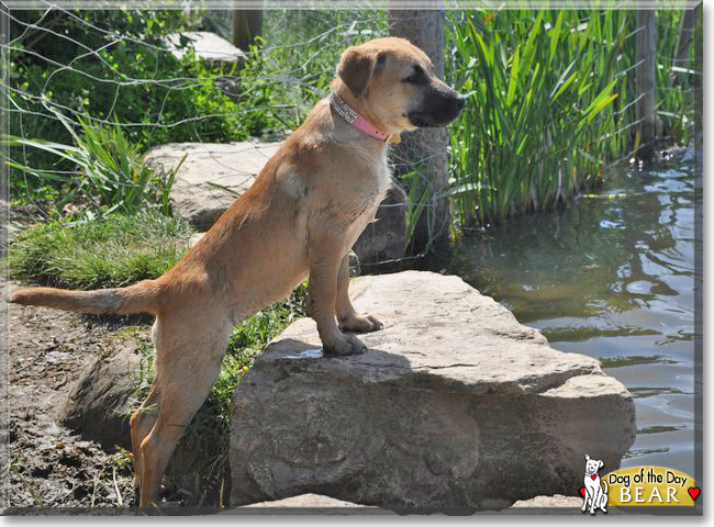 Bear the German Shepherd mix, the Dog of the Day