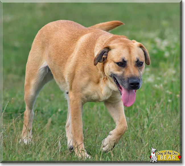 Bear the German Shepherd mix, the Dog of the Day