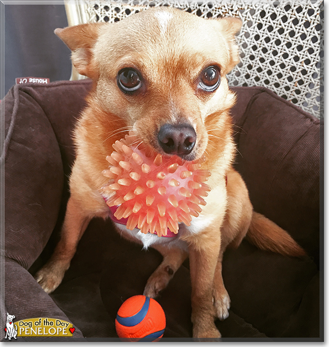 Penelope the Chihuahua mix, the Dog of the Day