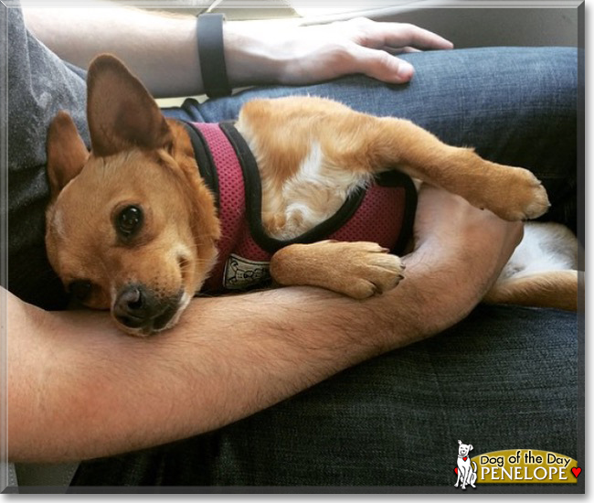 Penelope the Chihuahua mix, the Dog of the Day