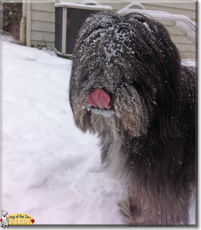 Derby the Tibetan Terrier mix, the Dog of the Day