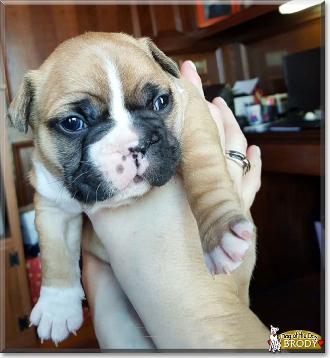 Brody the French Bulldog, the Dog of the Day