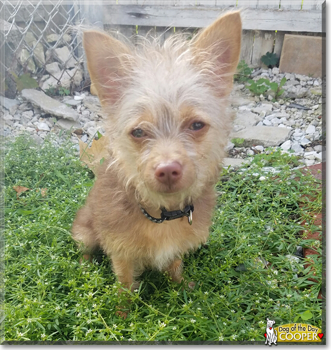 Cooper the Longhair Chihuahua, the Dog of the Day