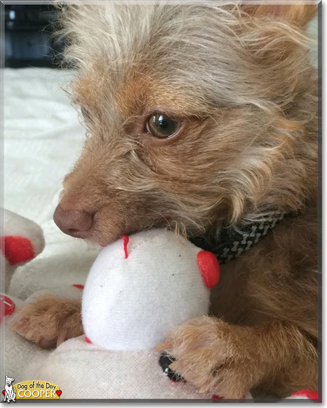 Cooper the Longhair Chihuahua, the Dog of the Day