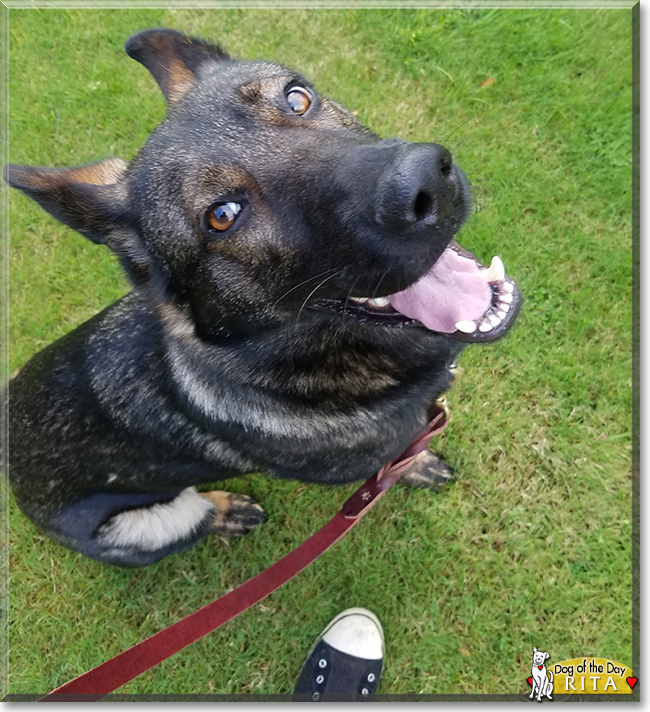 Rita the German Shepherd Dog, the Dog of the Day