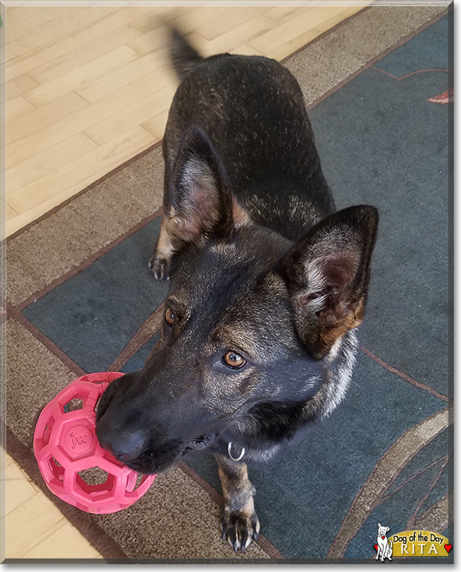 Rita the German Shepherd Dog, the Dog of the Day